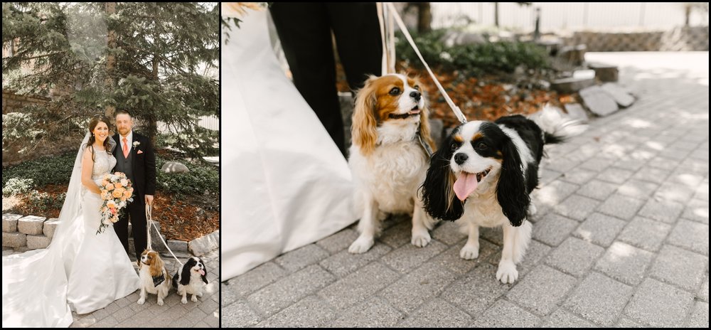 wedding puppies at the Van Dusen Mansion wedding 