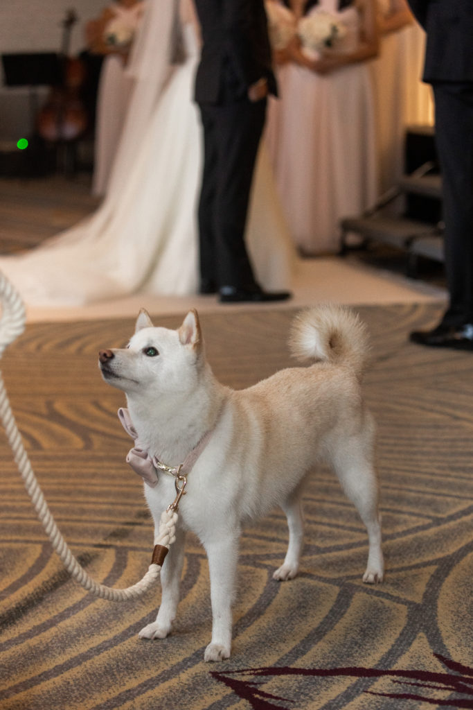 Dog at Fairmont Hotel Chicago wedding