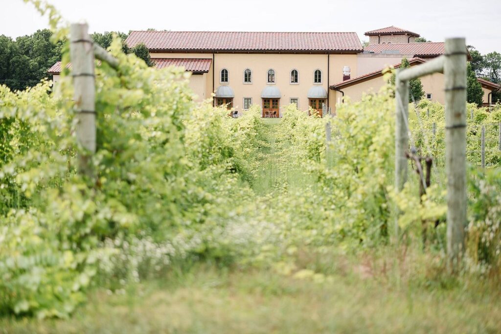 Vineyard wines in full bloom with wedding reception venue in the distance